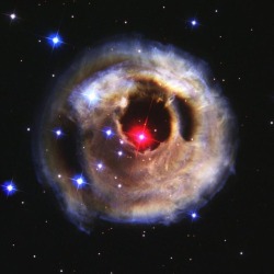 just–space: Star V838 Monocerotis Nebula as seen from Hubble.