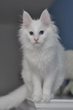 voiceofnature:  Turkish Angora cat 