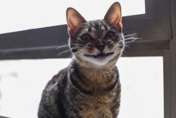 thefrogman:  “My cat doesn’t know how to smile.”