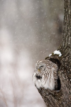 Will this winter know no end? (Ural Owl)