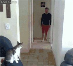 deviant-addict: jimstown2:  tastefullyoffensive:  One cool cat.