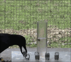 bigeisamazing:Crows are one of the smartest animals out here.