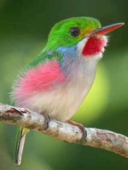 Tiny treasure (the Bee Hummingbird of Cuba is the world’s smallest,