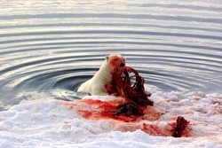 cherrydola:polar bears are cute and brutal as hell and also very