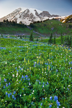 7000stars:  Paradise Wildflowers (by Thorsten Scheuermann) 