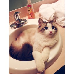 thefluffingtonpost:  Cat Forced to Downsize to Smaller Sink When