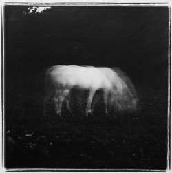 inneroptics:  Keith Carter  