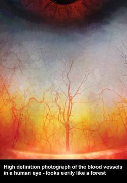 yellowcrayolacrayon:High definition photograph of the blood vessels