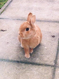 celliie:My rabbit legit knows what to do when a camera is in