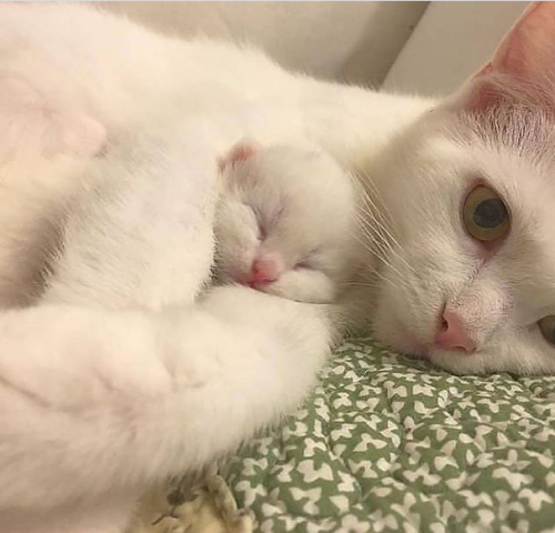 bringmecatsposts:  Cutest little catto offspring. via https://ift.tt/3ccuwBt
