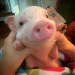 pigaddiction:  Little squoogy pig gettin’ played with. 