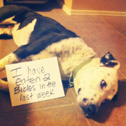 dogshaming:  Did the power of Christ compel you?Remy has broken