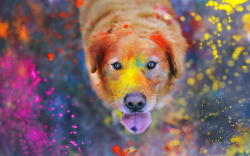 handsomedogs:  sprinkle happiness / / The Explosion of Colors