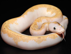 wiccan-wisdom:  all-reptiles:  Super Fire Ball Python Morph