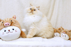 fantasticcatadventures:  Fruit the Himalayan Cat