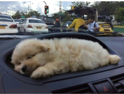 awwww-cute:  This car comes with a pup holder on the dash (Source: