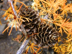 justemoinue2:  Larch 