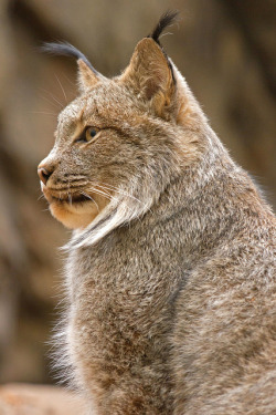 jaws-and-claws:  Lynx du Canada / Canada Lynx by Yves Déry on