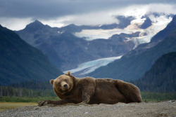 awkwardsituationist:  thespian bear hams it up for the camera.