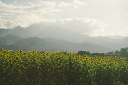 amorningglory:  dlai:  sunflower fields // waialua, HI // fuji