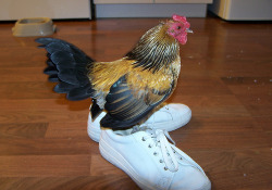 becausebirds:  chickenfax:  Chick in some kicks  this is how
