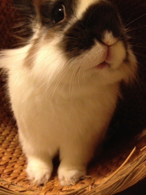 aster19:  c-isforchelsea:  Le snout.   dustidustbunni  Yay buns