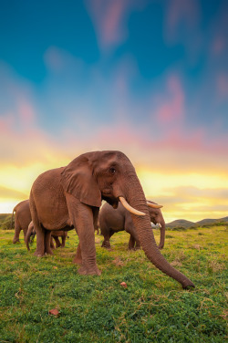 magicalnaturetour:  Photo “Epic Ellies” by Brendon Jennings