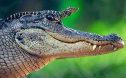 allcreatures:   A baby alligator sits on top of its mother’s