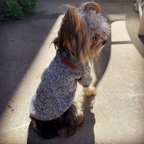 Pepe with his new sweater! @classic #classic #yorkiesofinstagram