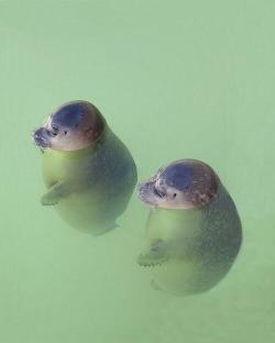 babyanimalsdaily:  Baby seals like to float like this when theyre