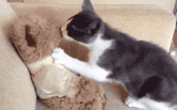 johnnyslittleanimalblog:I love you mr. bearWhen cats French kiss…😂