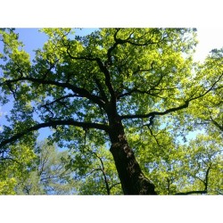 #Oaks today 🌳🌱🌿 #Gatchina, #Russia #travel 🌍 #nature