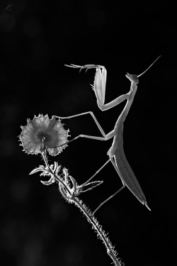 thenightwhisperer-deactivated20:  Mantis Religiosa  © Mehmet