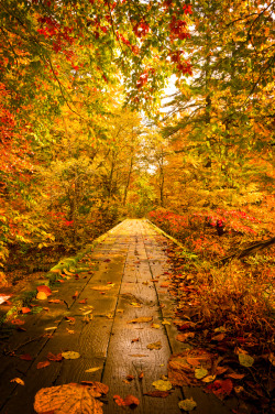 lori-rocks:  Warm Path , by  Jason Arney