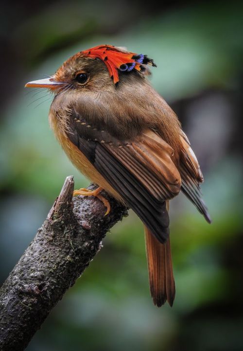 mandaladana:Atlantic royal flycatcher.