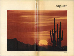 apeninacoquinete: saguaro, 1972