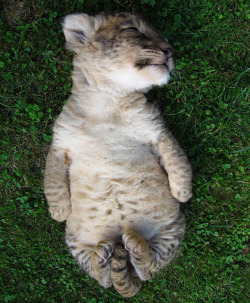 funnyordie:  Lazy Lil Lion