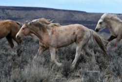 arrowsandletgos:  Oregon Mustangs, by John Wheland 