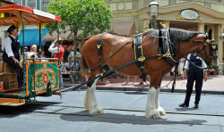 equine-awareness:  disneyy-magic:   	Patiently waiting… by