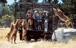 Eyeing up the appetizers (Orana Wildlife Park, Christchurch,