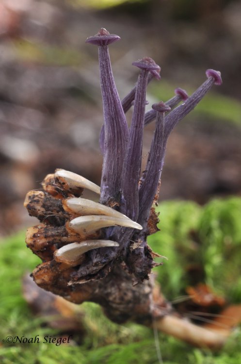 jaubaius:          Possum     Corpse Fungus Bouquet  About  