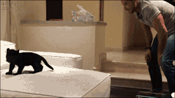 4gifs:  Panther cub becoming brave. [video]   Ahhhhh I love panthers