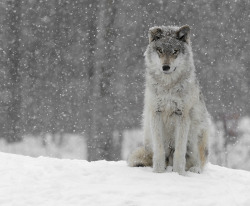 her-wolf:   The snow wolf by Masse Jean-Pierre   