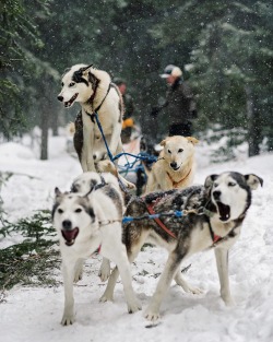 filson:    Enter our #TourTheTetons dog sledding contest and