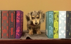 classicpenguin:  CUTENESS ALERT.  parnassusbooks has a new store