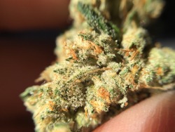 sailorstoner:  Blazin’ Sky The Lab Mira Loma, Ca