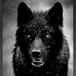 Fenris. #wolfwednesday #wolf #wolves #wolfknives #awhooo #alpha
