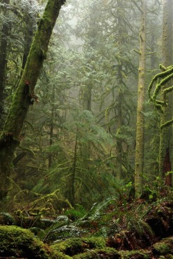 r2–d2:  Rainy Forest by (Lisa Ireton) 