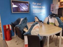 sharkhugger:  Ikea Plush sharks at their ‘think tank’  XD