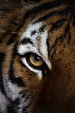 soulballer:  Eye of the Tiger 